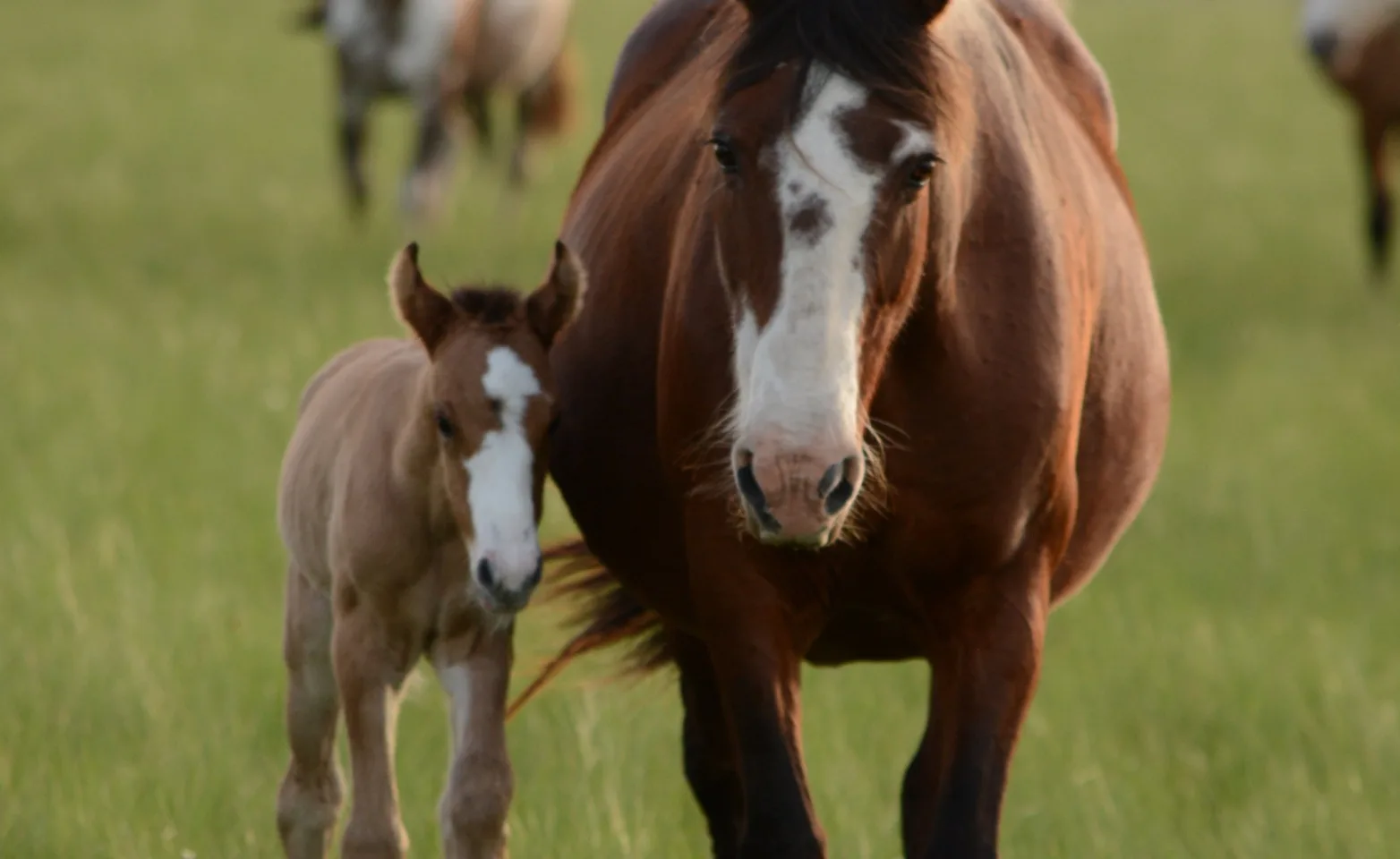 Adult horse with a foal