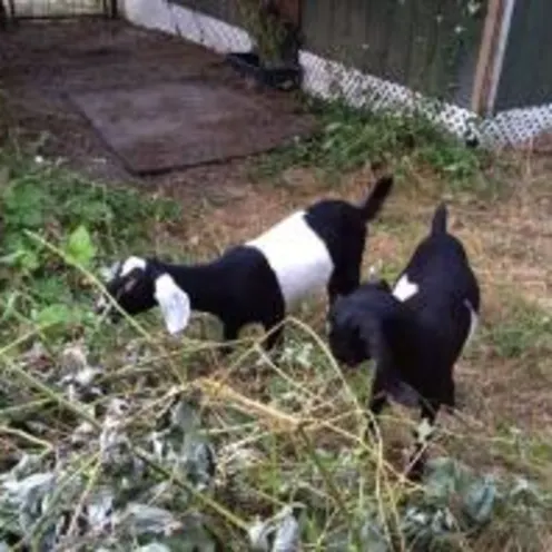 goats eating leaves on a bush