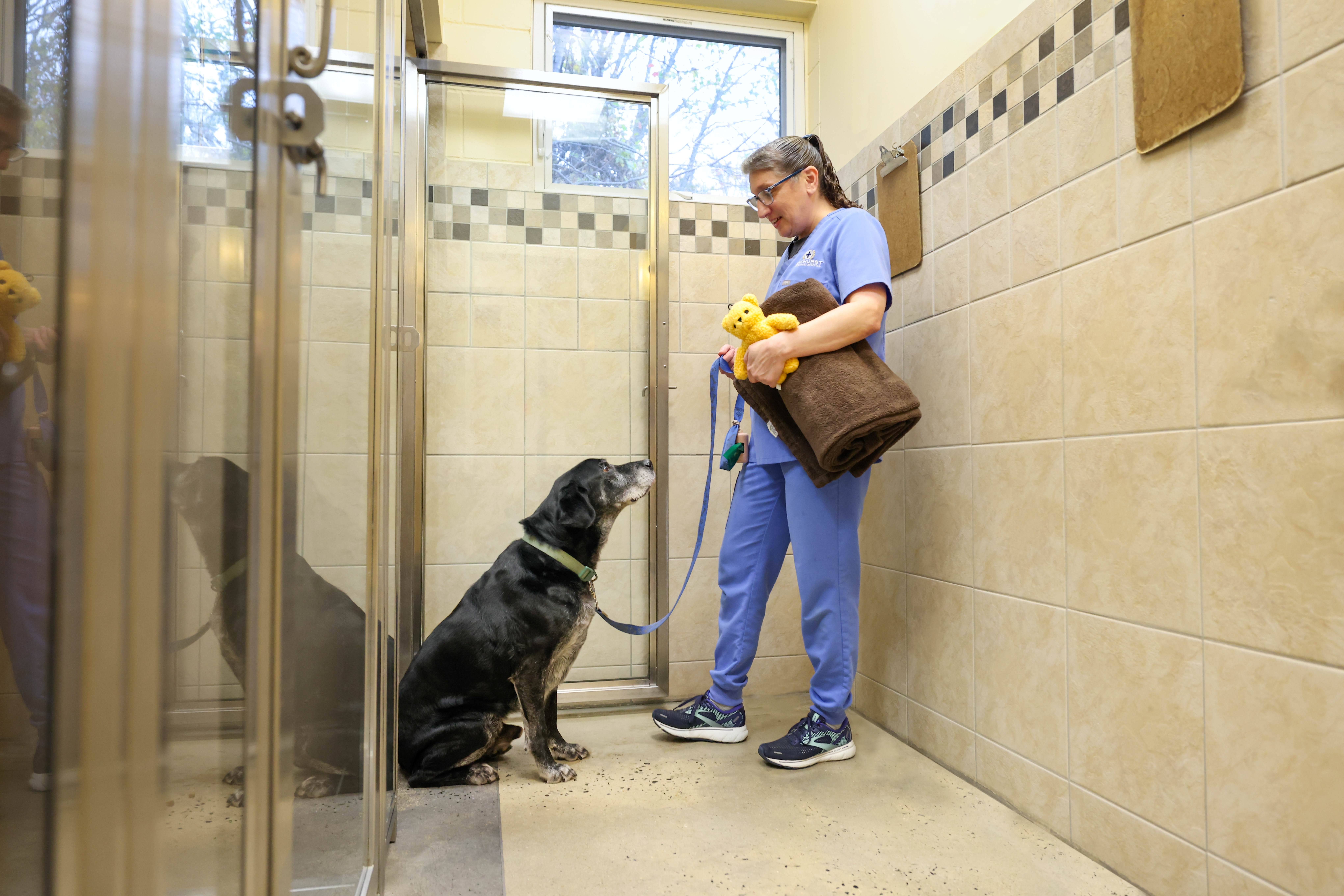 Kennel attendant setting up boarding area for dog