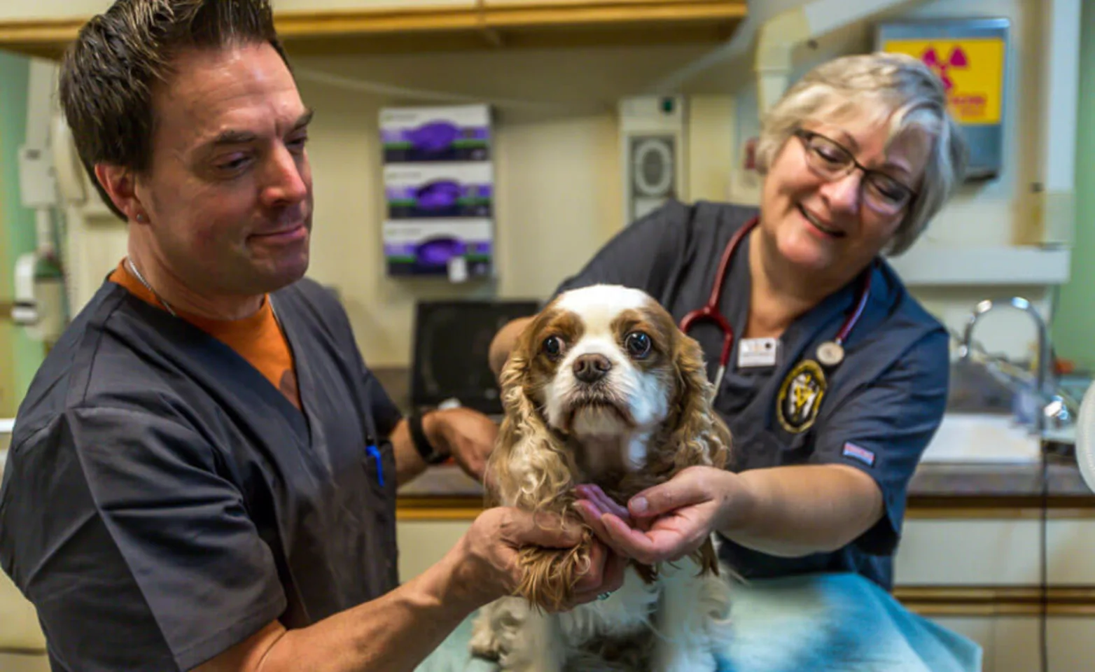 Two staff members caring for a brown and white dog on a table Two staff members caring for a brown and white dog on a table