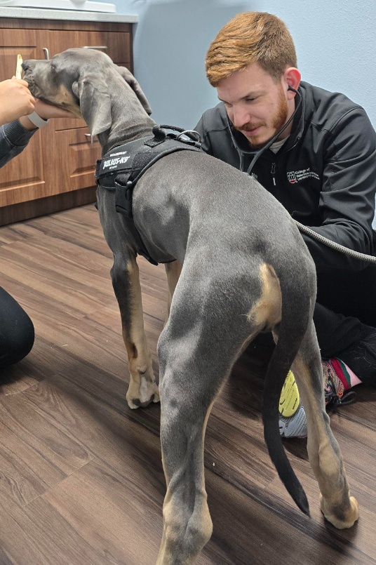 Thorough examinations at every visit.