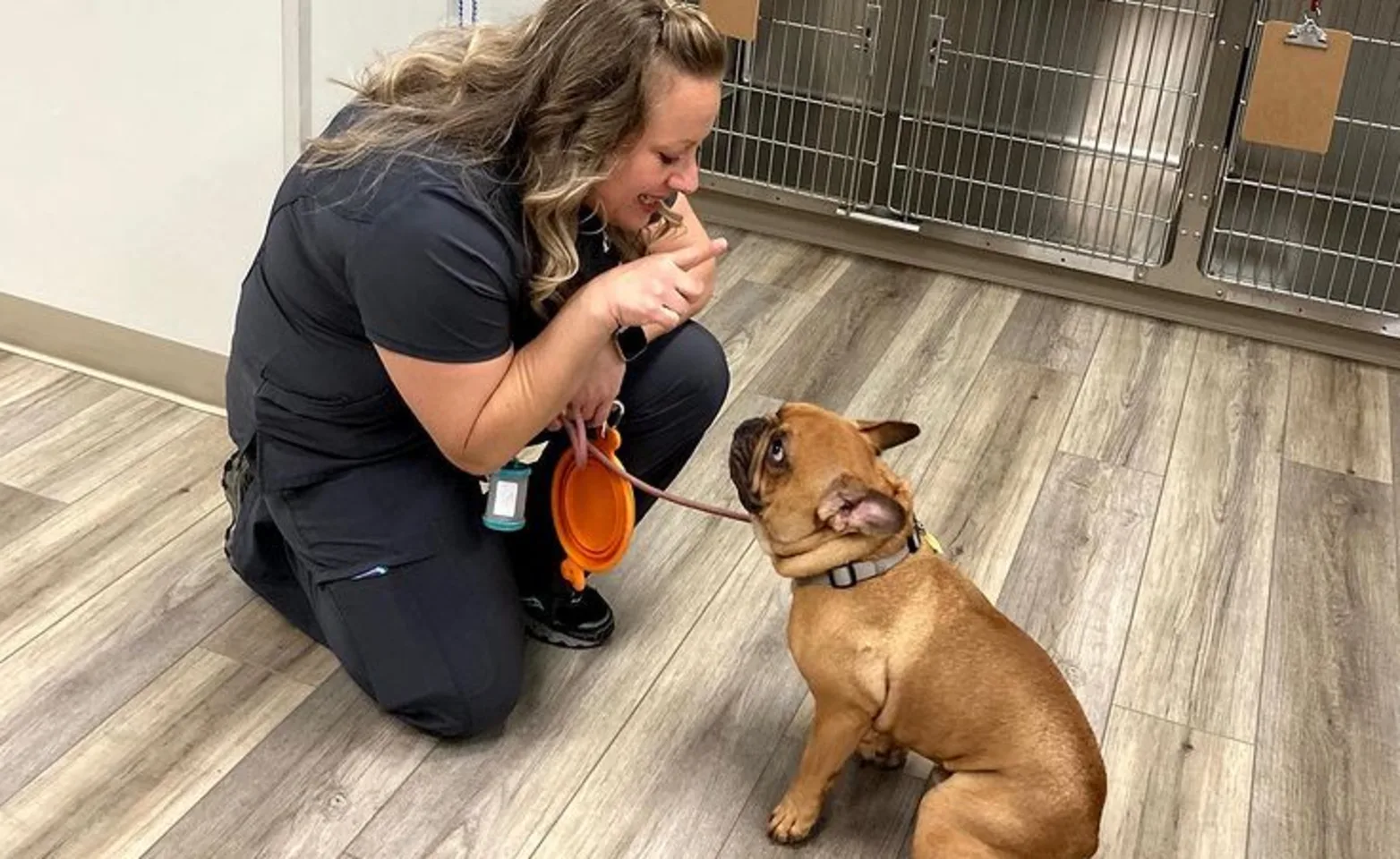 Veterinary technician playing with bulldog at Desert Hills Animal Hospital