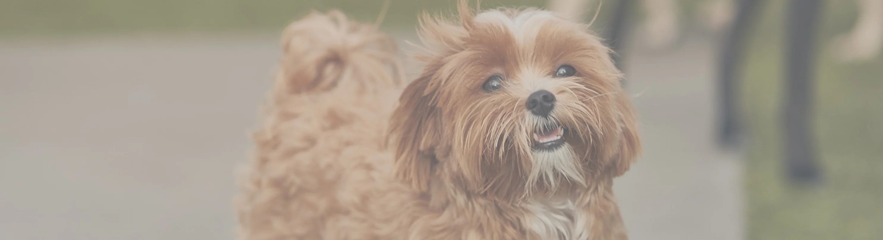 Little brown and white dog smiling Little brown and white dog smiling