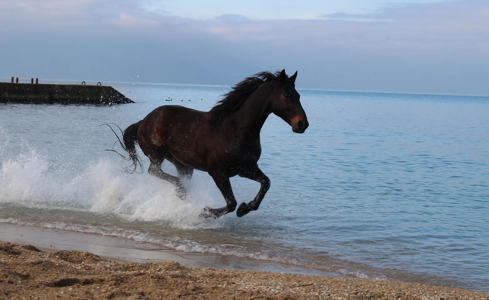 Horse running on the beach. Horse running on the beach.