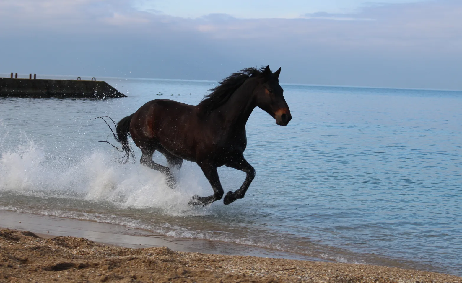 Horse running on the beach.