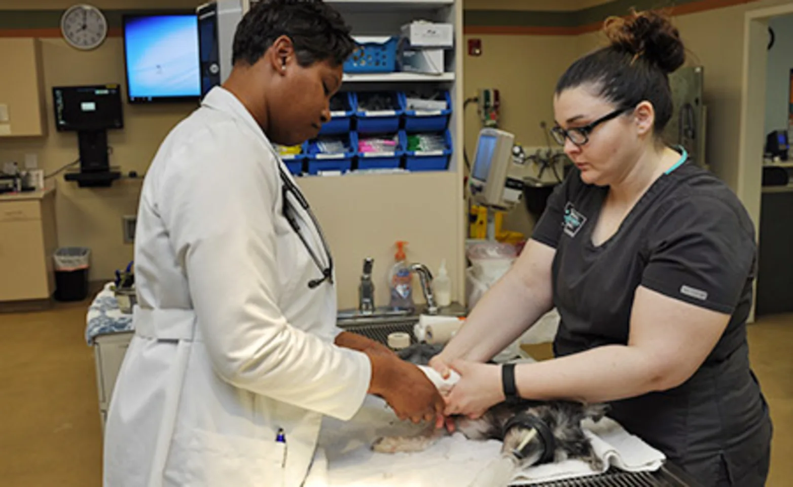 AECC veterinarian and vet tech examining an emergency pet patient AECC veterinarian and vet tech examining an emergency pet patient