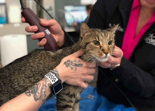 Cat getting shaved by doctors