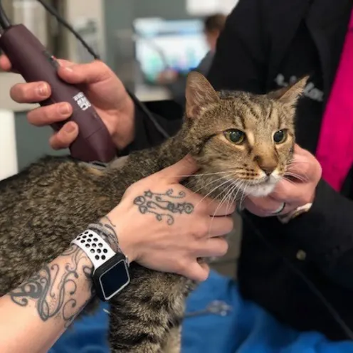 Cat getting shaved by doctors