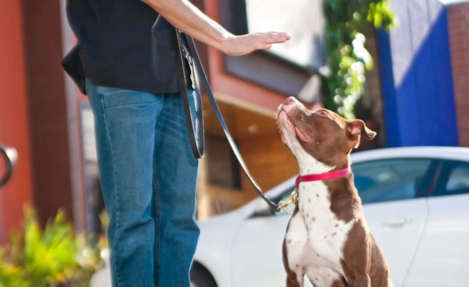 Man training dog at K9s Only Man training dog at K9s Only