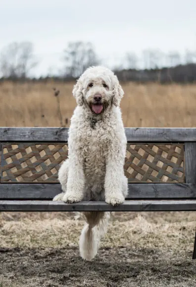 Dog Dog