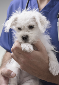 Staff member holding a dog