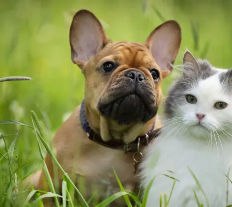 a puppy and kitten in a grass field