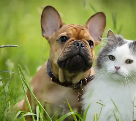  a puppy and kitten in a grass field