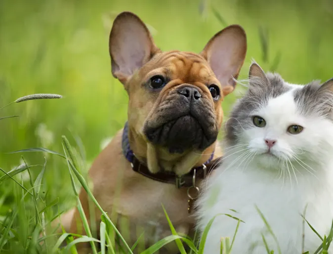  a puppy and kitten in a grass field