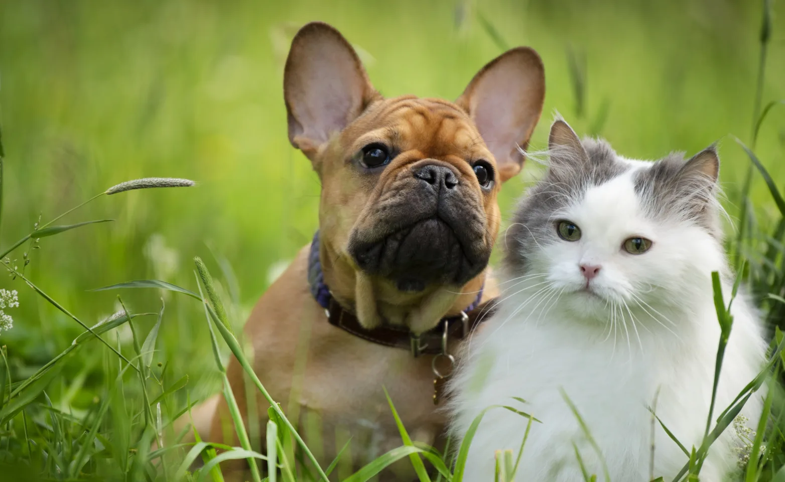 a puppy and kitten in a grass field  a puppy and kitten in a grass field