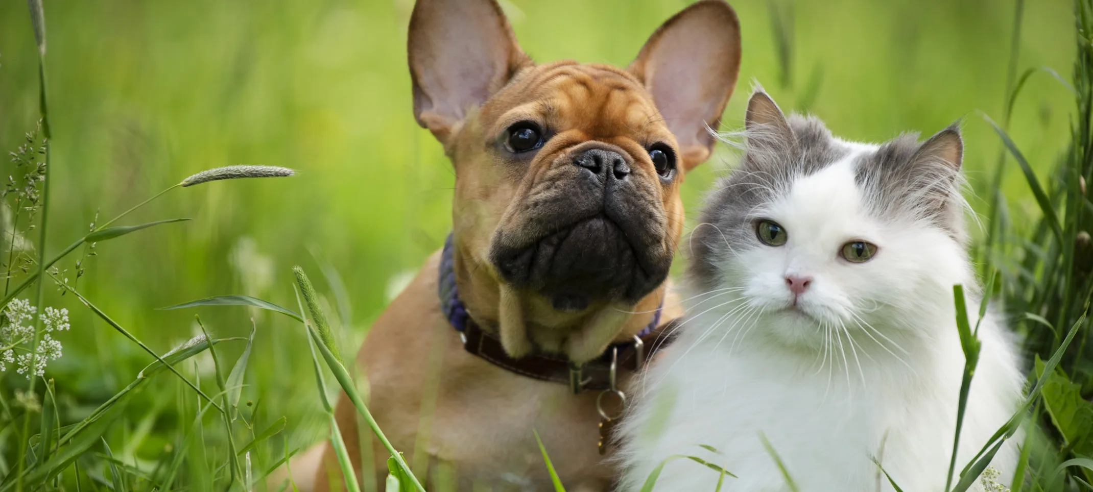 a puppy and kitten in a grass field a puppy and kitten in a grass field