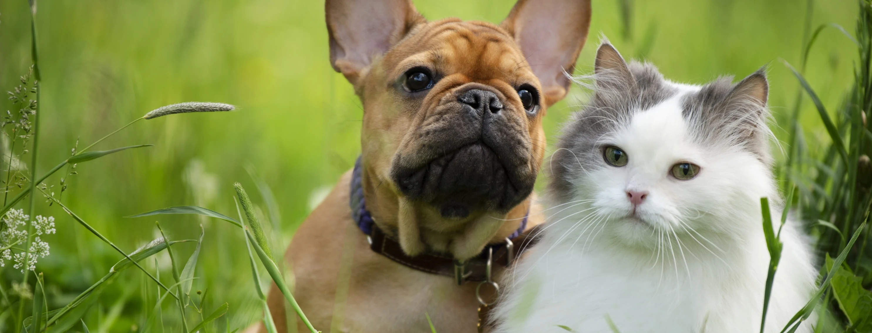 a puppy and kitten in a grass field a puppy and kitten in a grass field