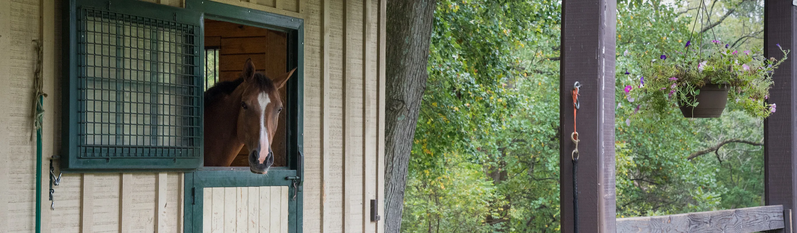 Brown horse sticking it's head out of a stall Brown horse sticking it's head out of a stall