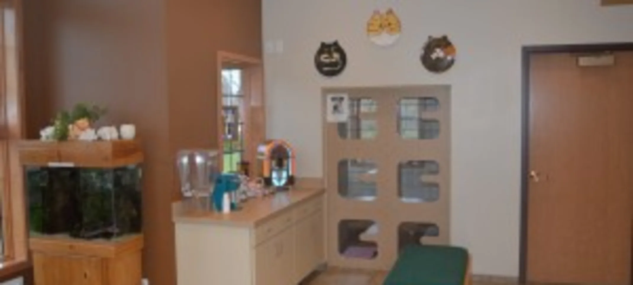 Cat adoption center Cat adoption center