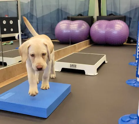 A puppy receiving fitness conditioning A puppy receiving fitness conditioning