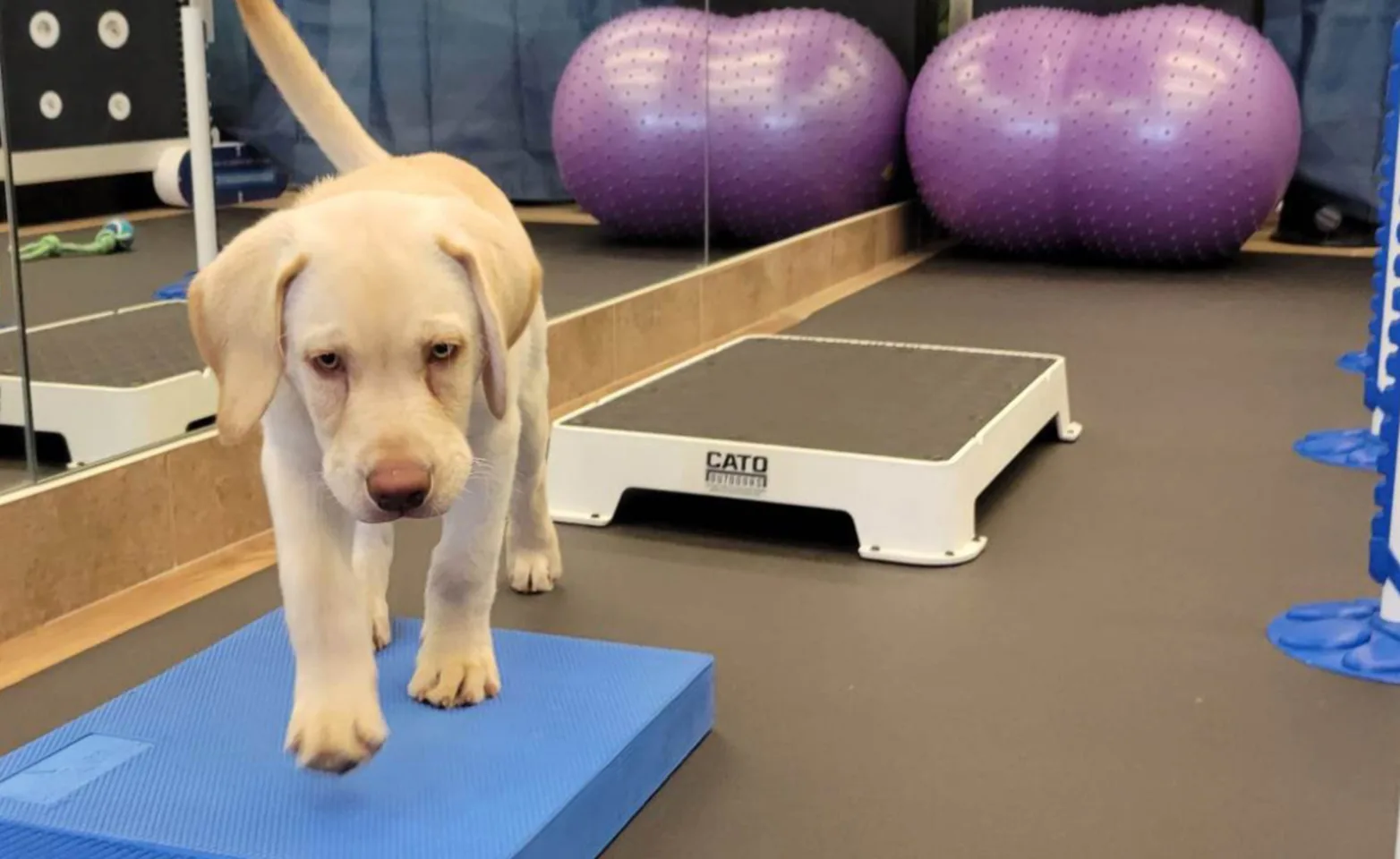 A puppy receiving fitness conditioning A puppy receiving fitness conditioning