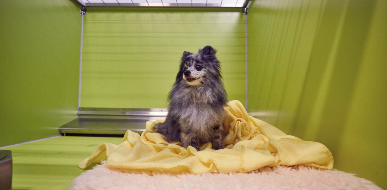 A dog relaxes in a suite at PetSuites. 