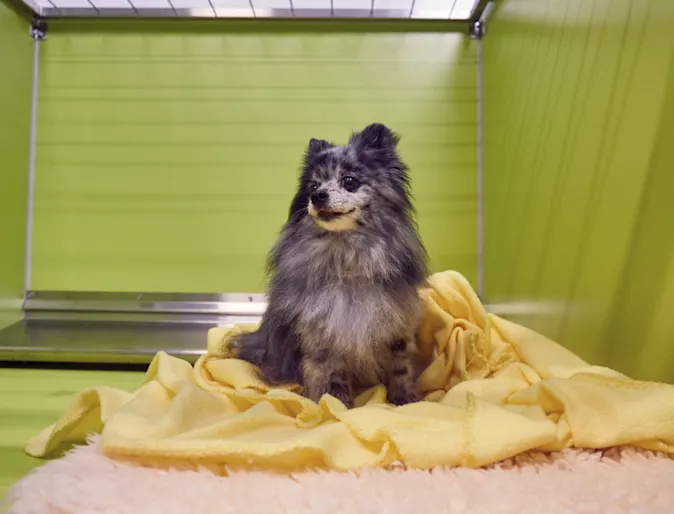 A dog relaxes in a suite at PetSuites. A dog relaxes in a suite at PetSuites.