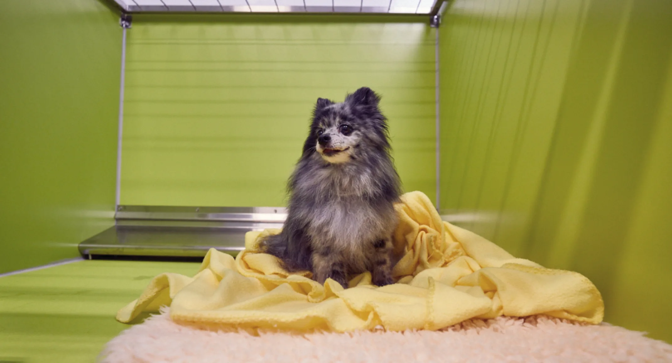 A dog relaxes in a suite at PetSuites. A dog relaxes in a suite at PetSuites.