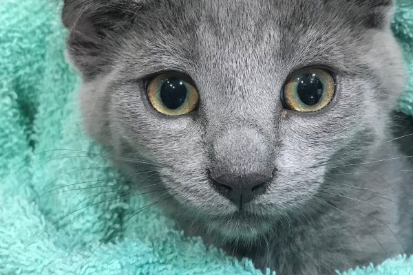 Grey cat