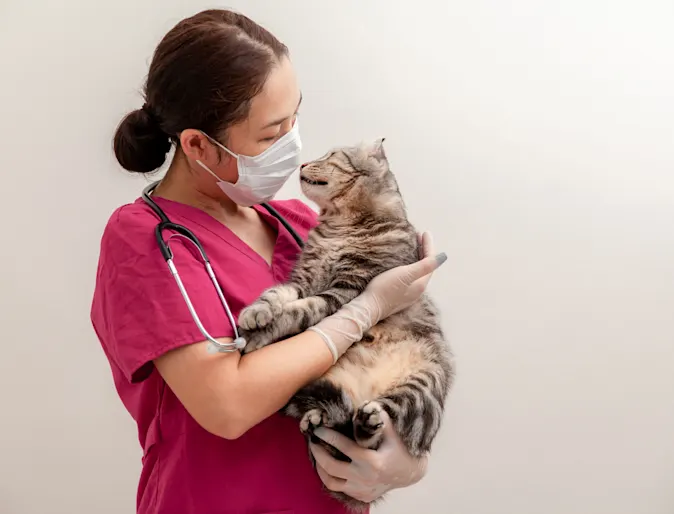 Staff wearing mask with cat Staff wearing mask with cat