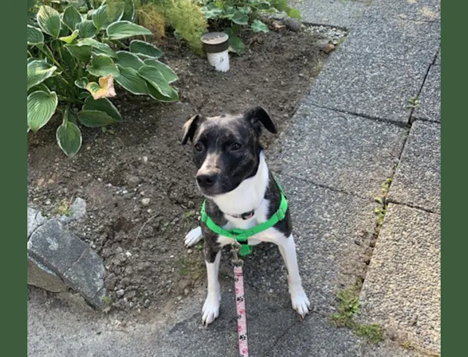 Lilley (Dog) Lilley (Dog)