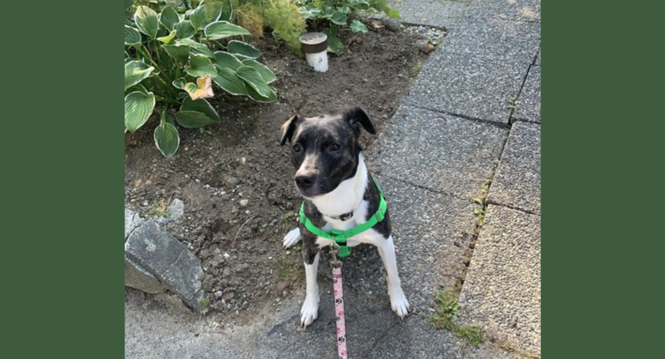 Lilley (Dog) Lilley (Dog)