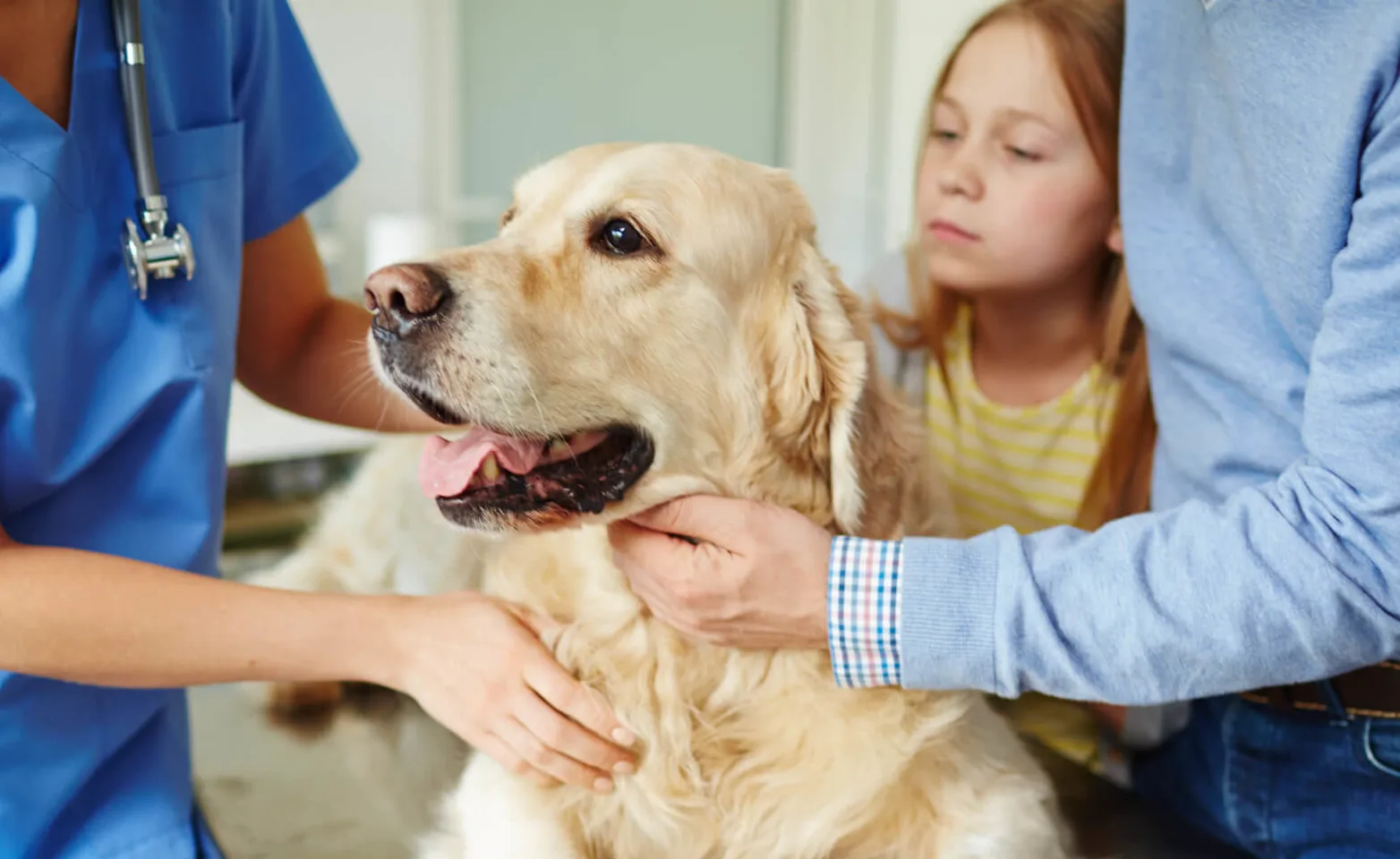 Vet and owner checking on dog Vet and owner checking on dog