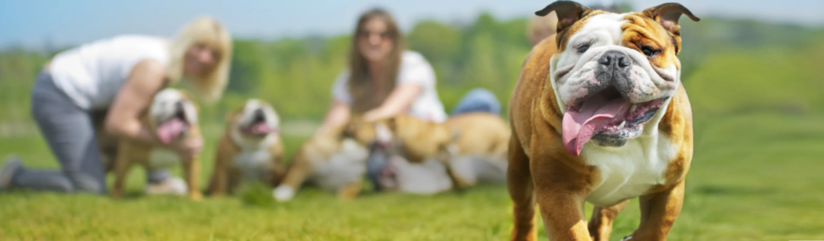 English bulldog with Family