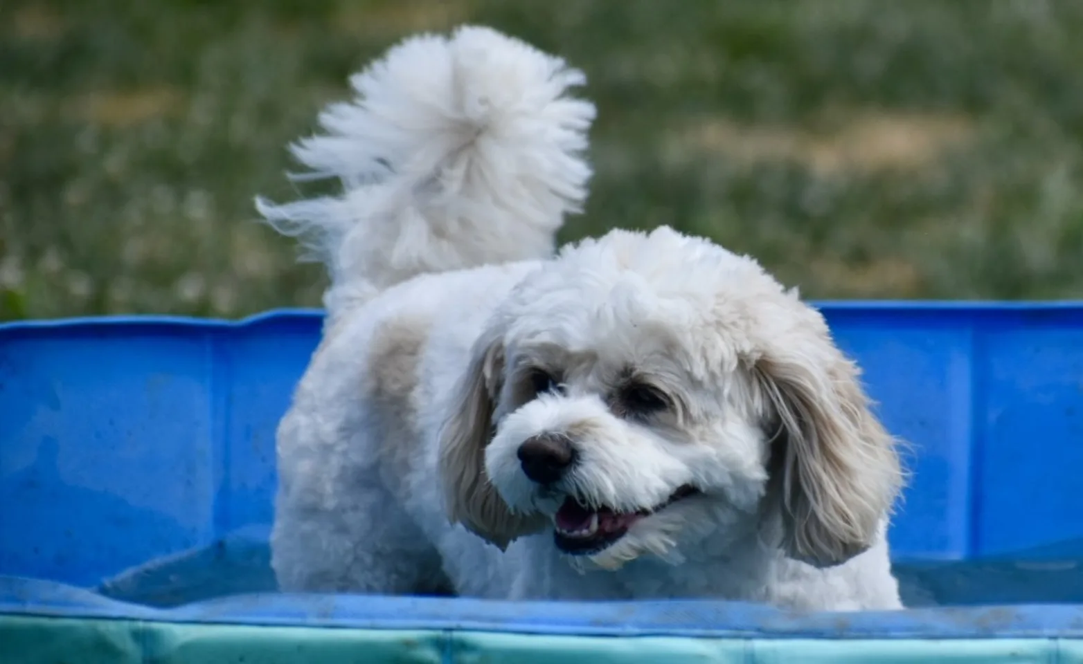 Dog in a bathtub, outside Dog in a bathtub, outside