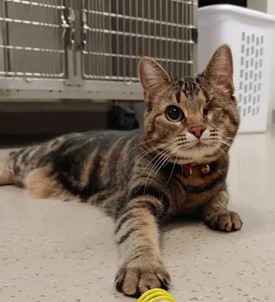 Louise the cat Louise the cat