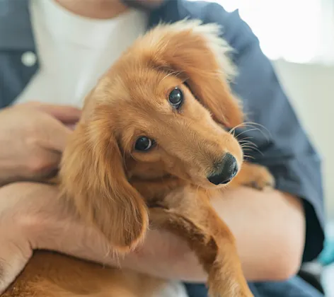 Person holding a dachshund Person holding a dachshund
