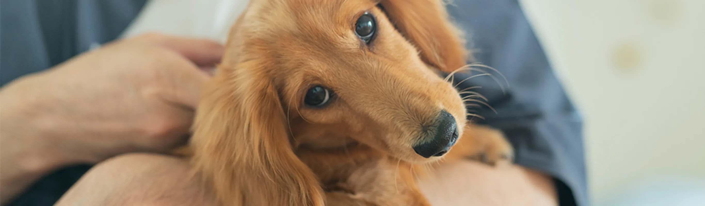 Person holding a dachshund Person holding a dachshund