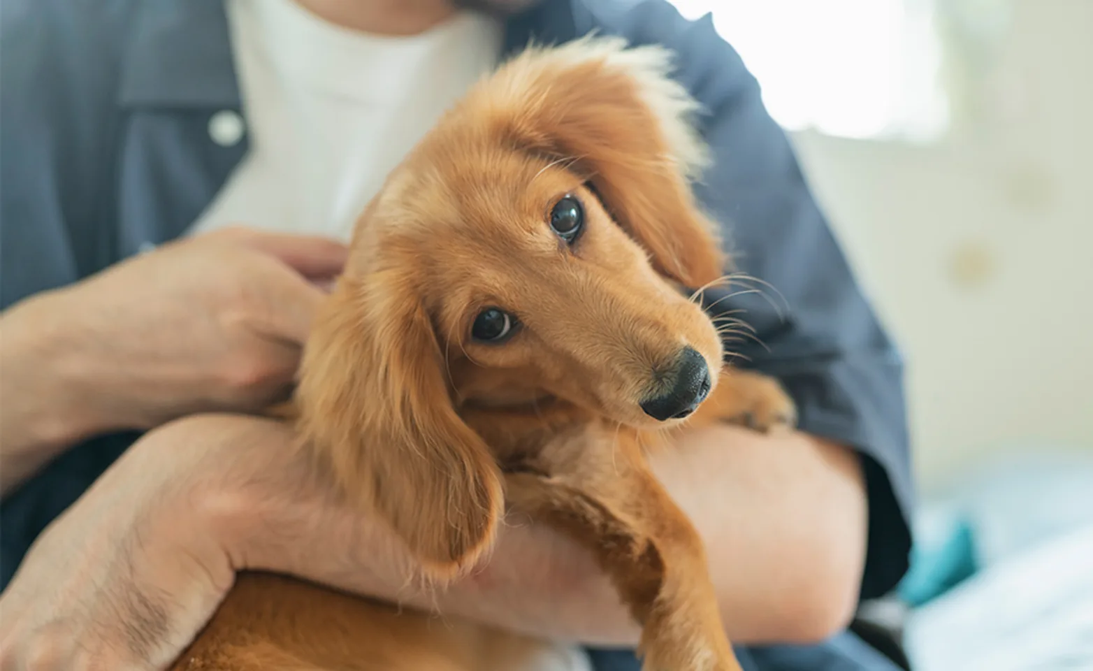 Person holding a dachshund