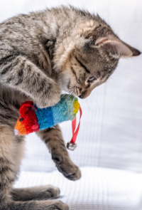 Gray Cat Holding a Rainbow Mouse Toy Looking Down