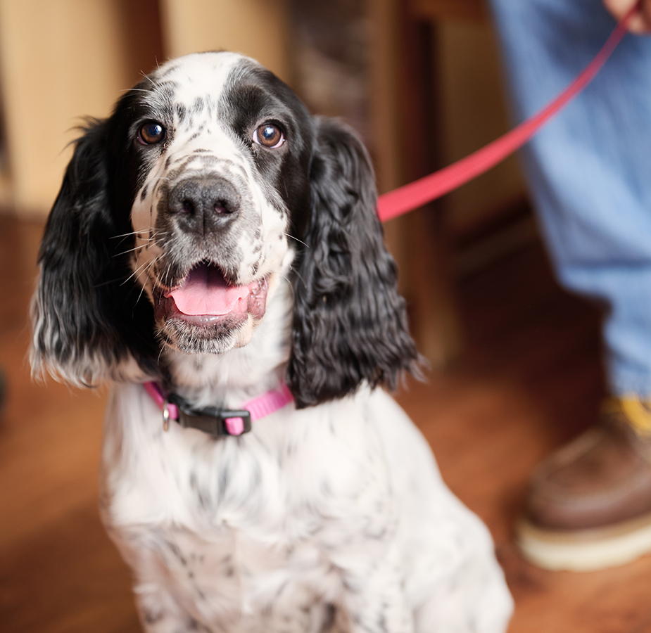 A dog in the waiting room