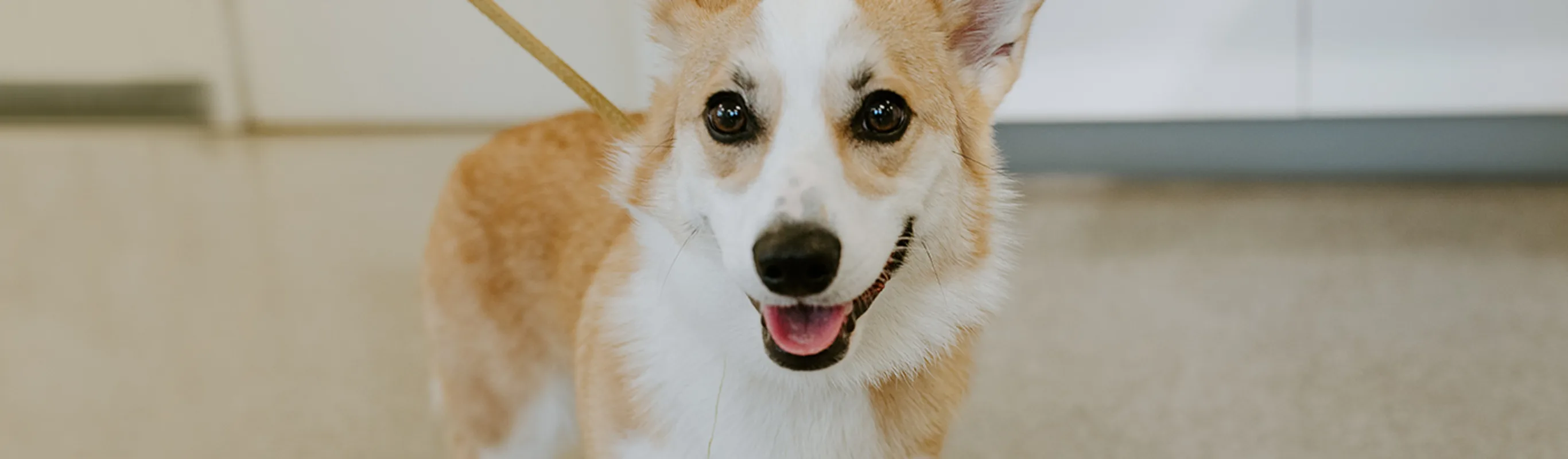 Corgi smiling on leash at Shoreline Central