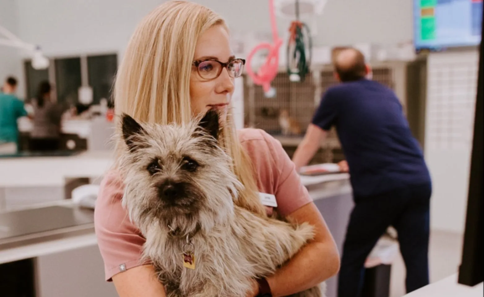 A veterinary professional holding a small furry brown dog while standing in a veterinary treatment room A veterinary professional holding a small furry brown dog while standing in a veterinary treatment room