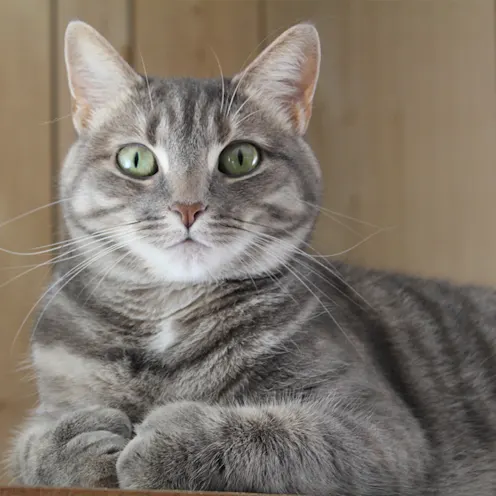 Missy the cat Missy the cat