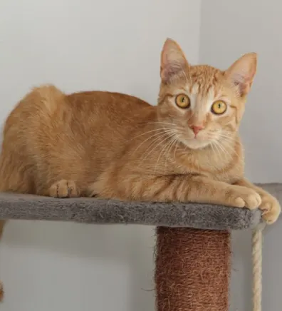 Cheeto, an orange cat Cheeto, an orange cat