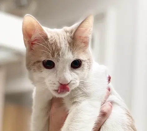 Cat being held with its tongue out Cat being held with its tongue out