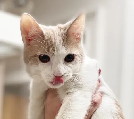 Cat being held with its tongue out