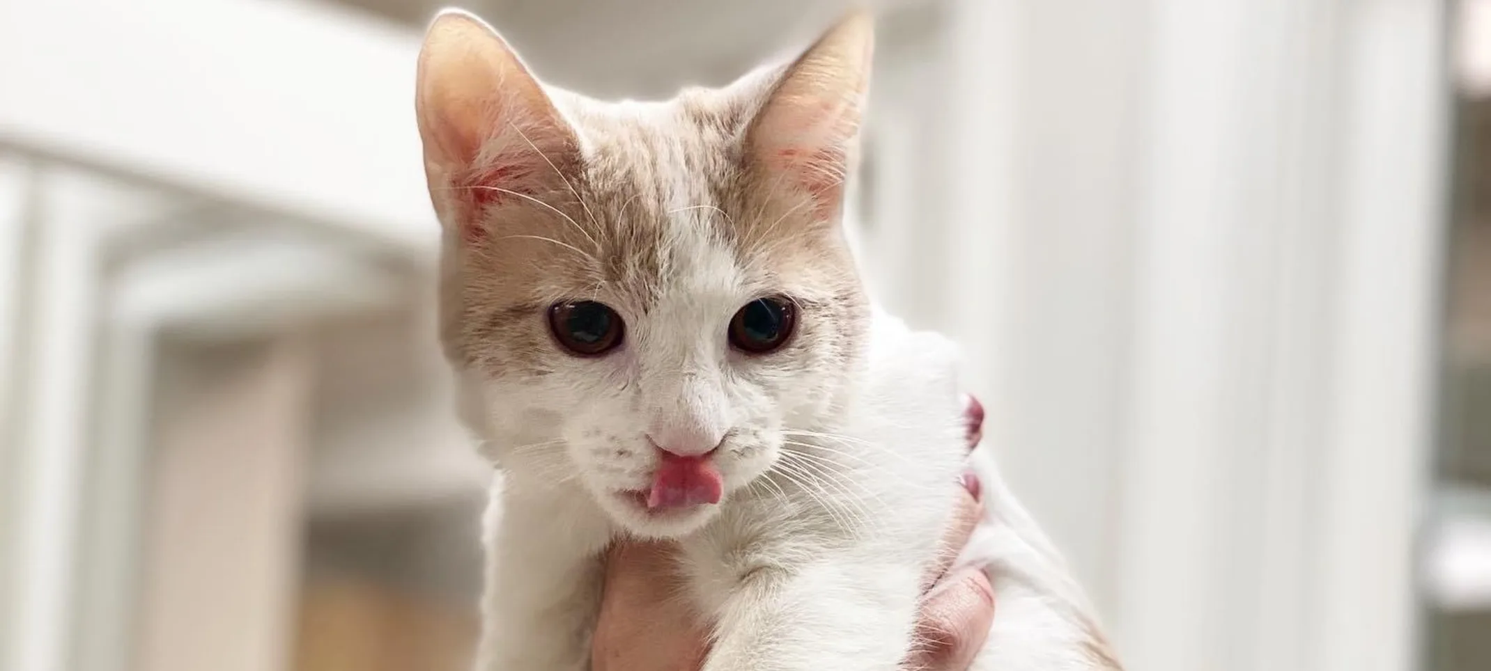 Cat being held with its tongue out