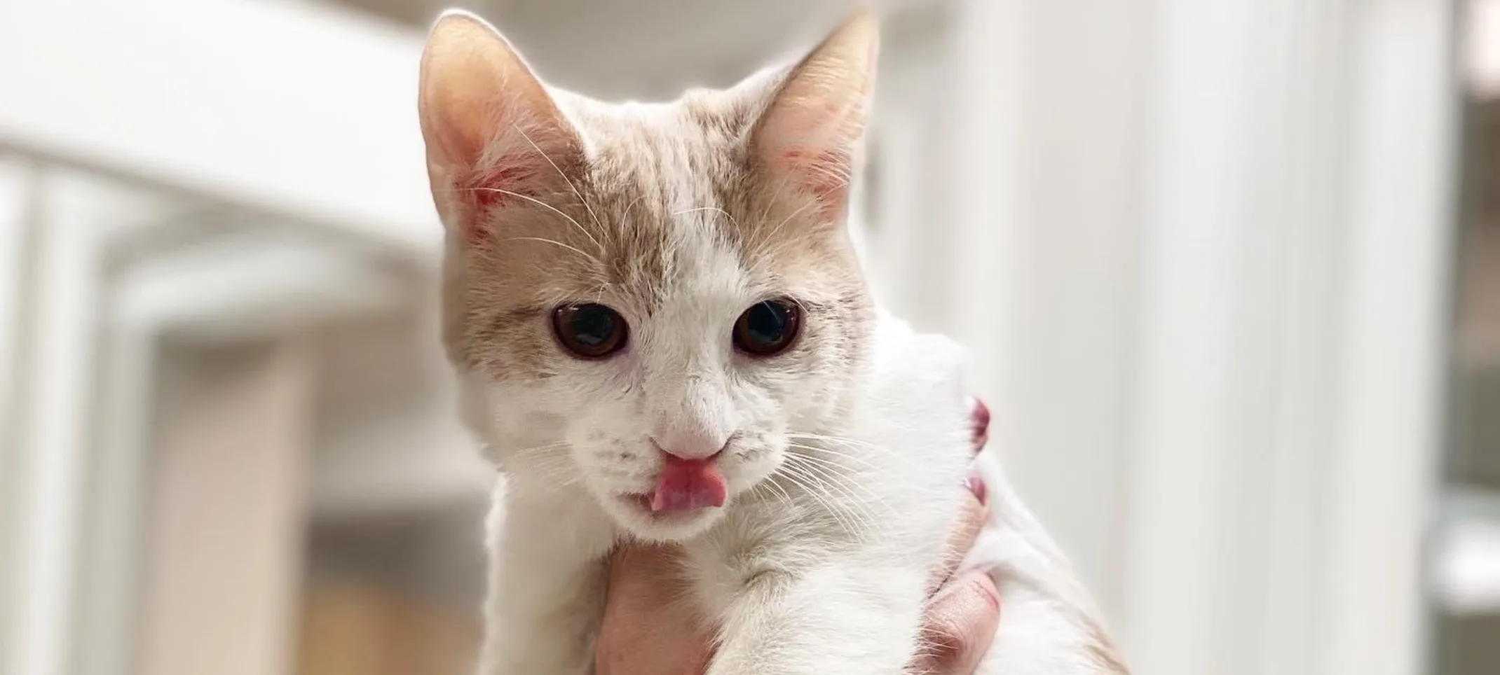 Cat being held with its tongue out Cat being held with its tongue out