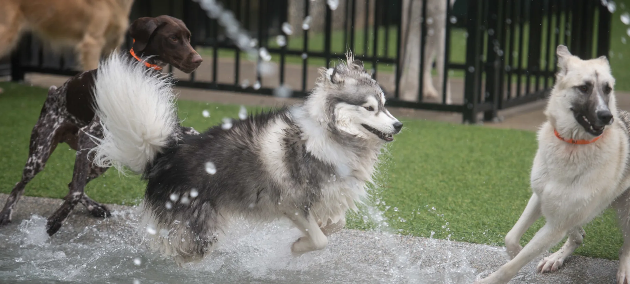 dogs playing dogs playing